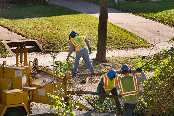 Professional Tree Service in Shenandoah Junction, WV